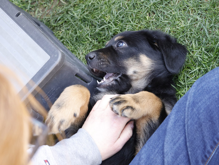 chinook dog